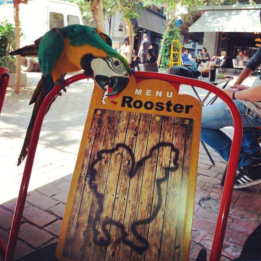 Rooster